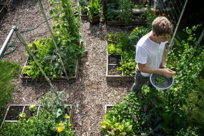 Waarom is jouw moestuin een succes