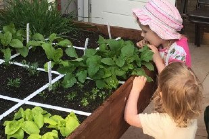 Wie knabbelt er aan de rucola