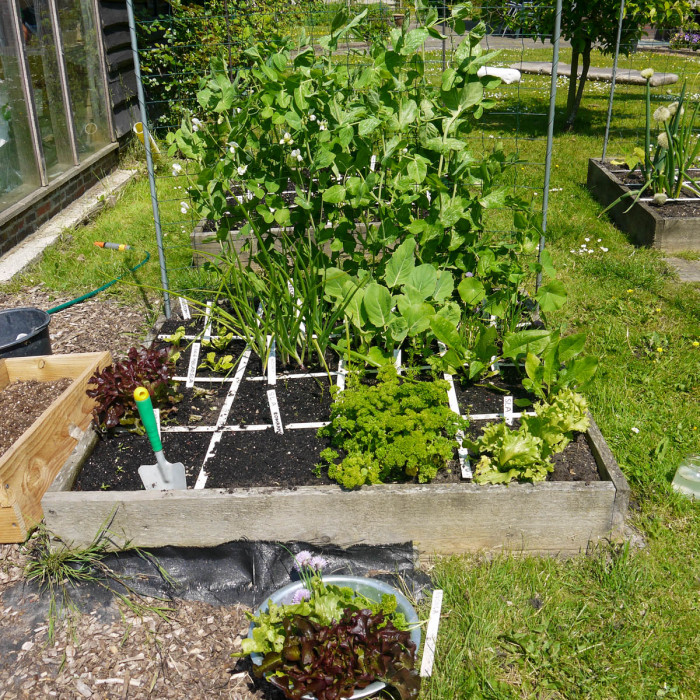 Rendabele moestuin juni