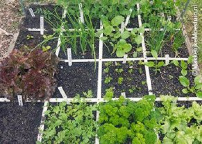 Zoekplaatje rendabele moestuin