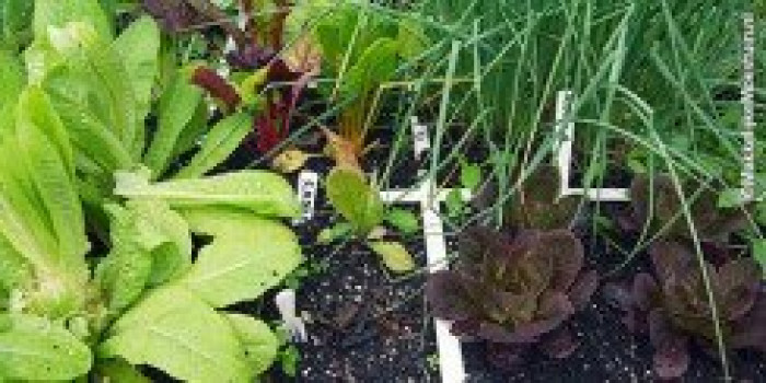Moestuin beginnen herfst