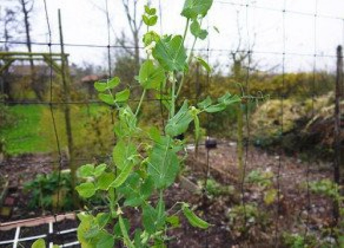 Einde makkelijke moestuin seizoen