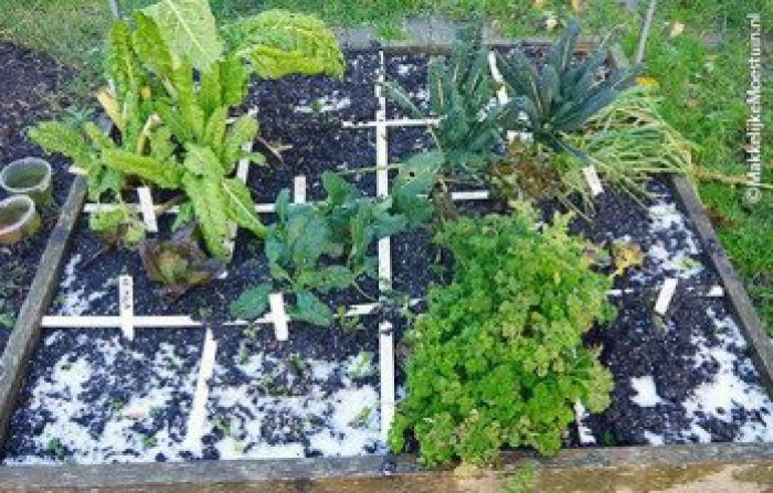 Opbrengst moestuinbak