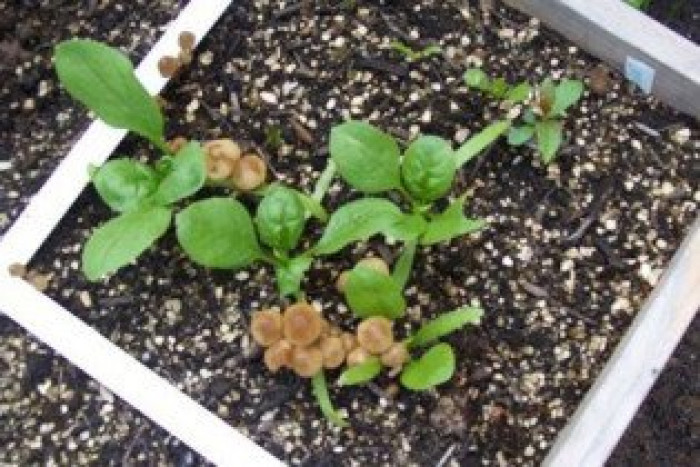 Vragen beginnende moestuinder