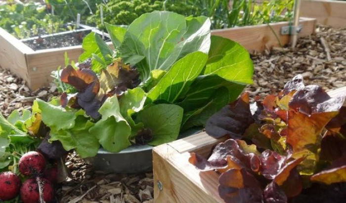Verdienen met moestuin