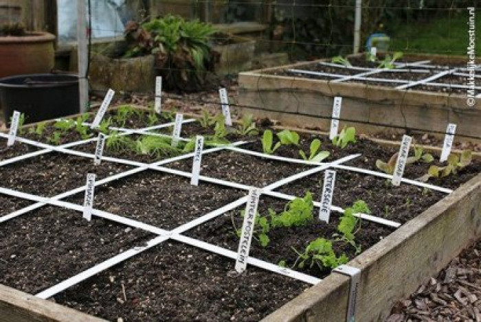 Mega opbrengst moestuinbak