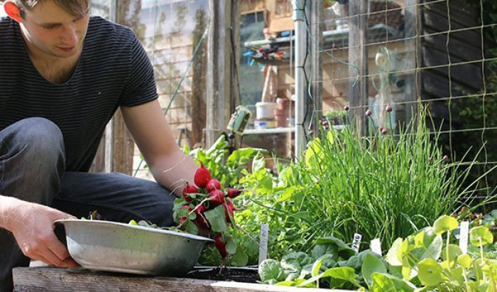 Oogsten uit moestuinbak mei