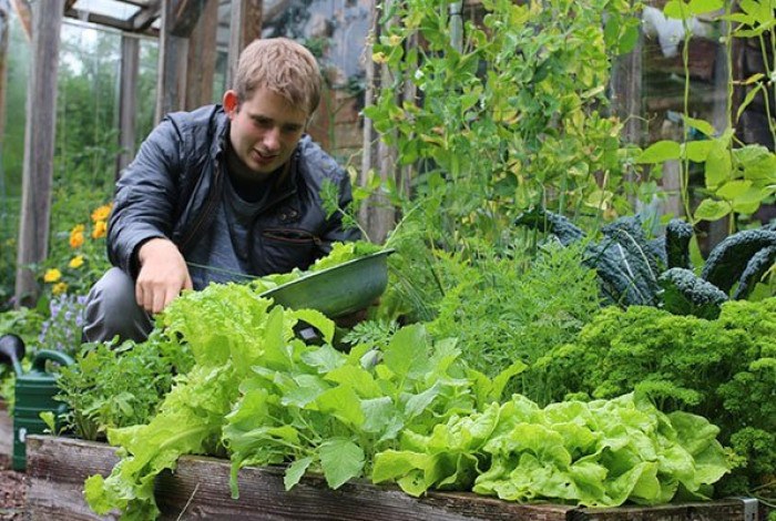 Oogsten uit moestuinbak juni