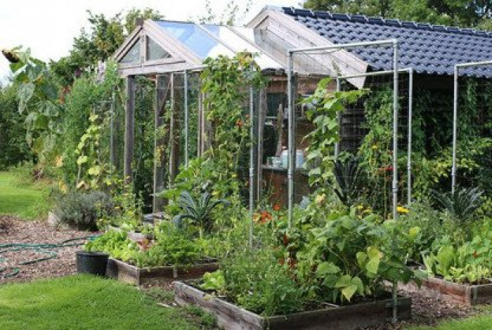 Moestuin september
