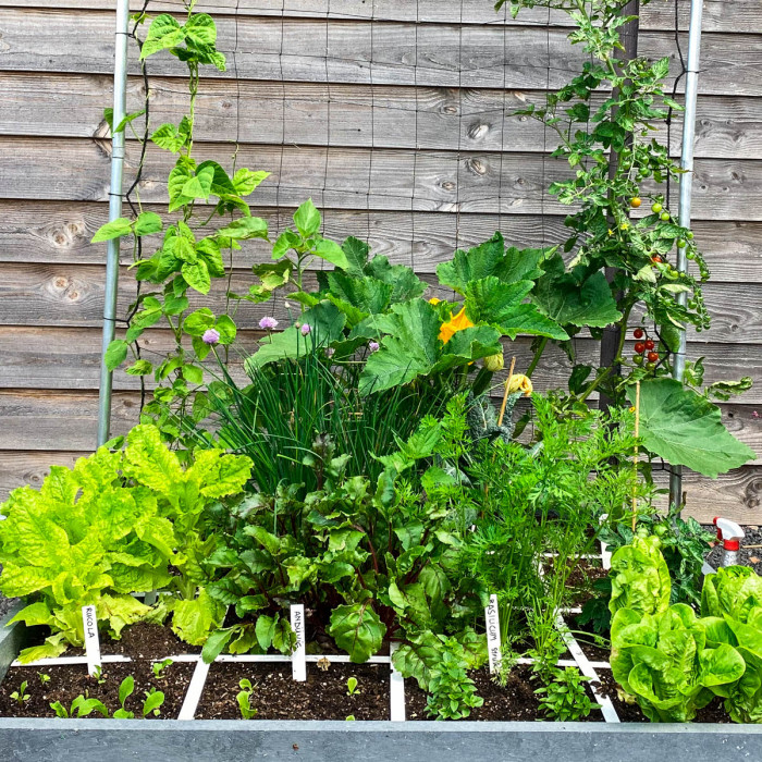Nieuws over de moestuin half juli 2020
