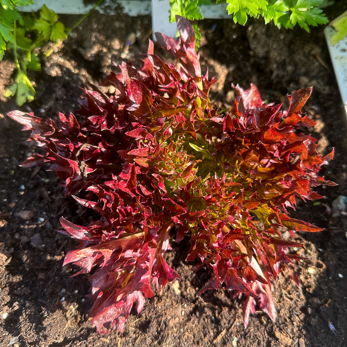 Harvest-ready red Crispy lettuce in the Makkelijke Moestuin
