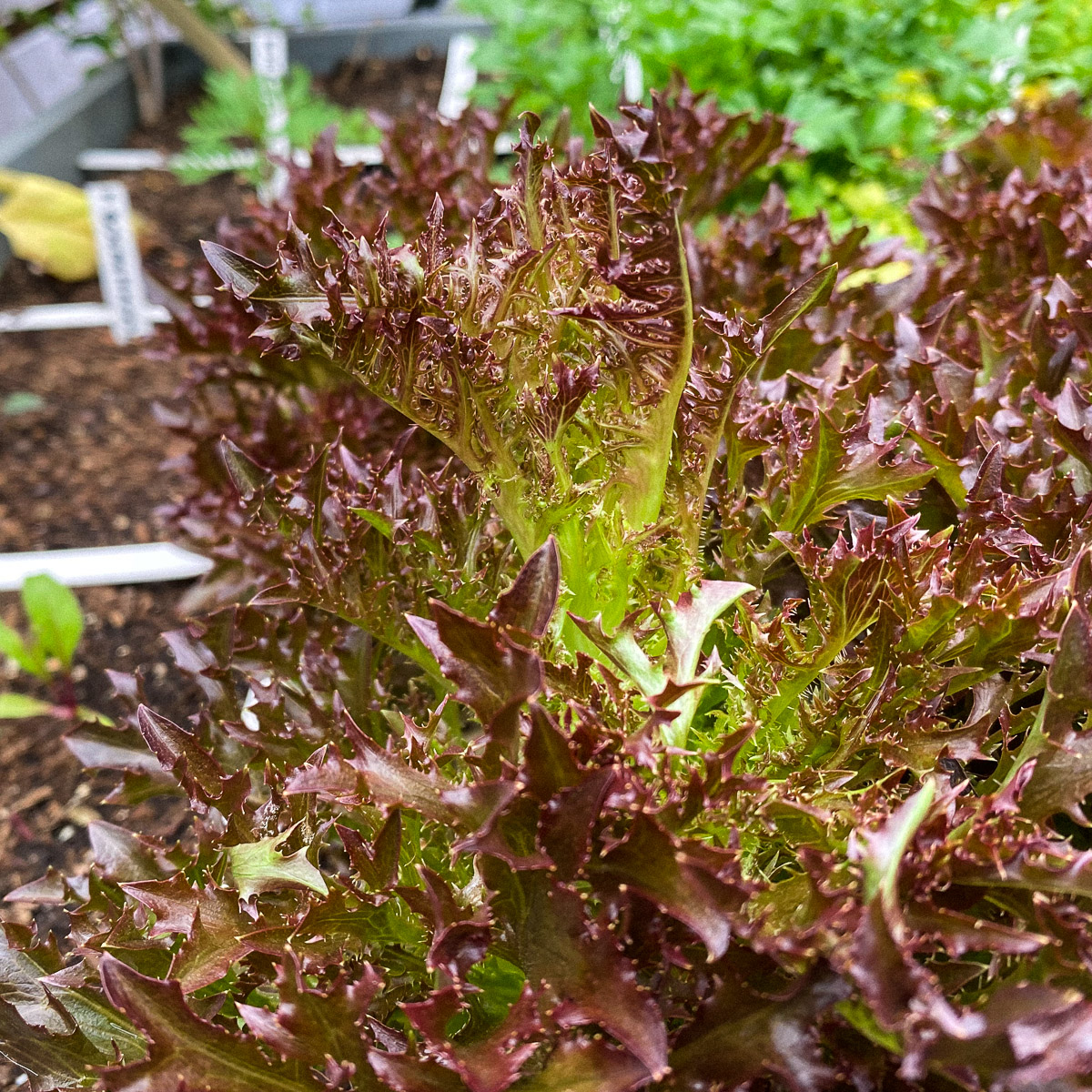 High time to harvest this Crispy lettuce completely