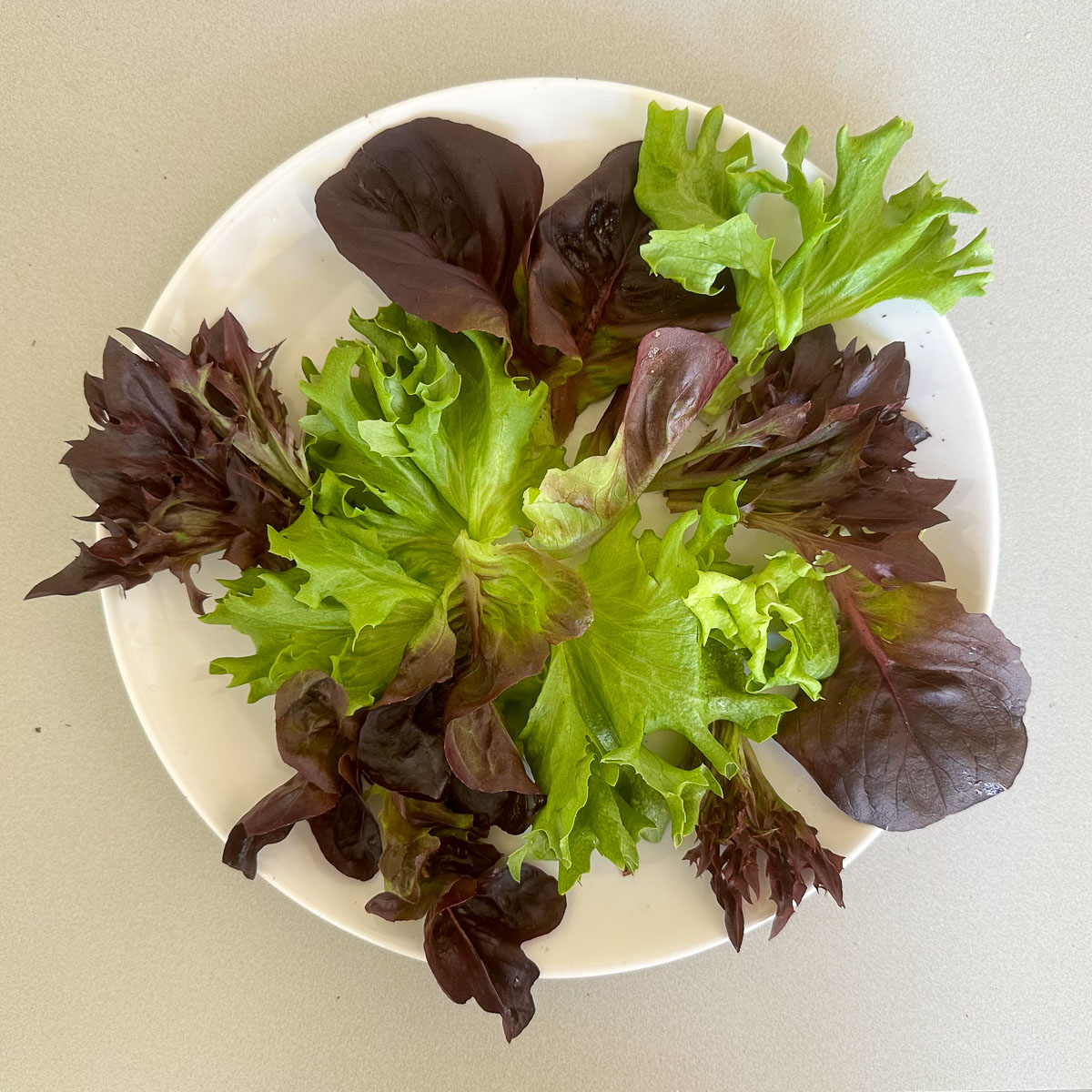 Red Salanova lettuce from the Makkelijke Moestuin: ready to pick