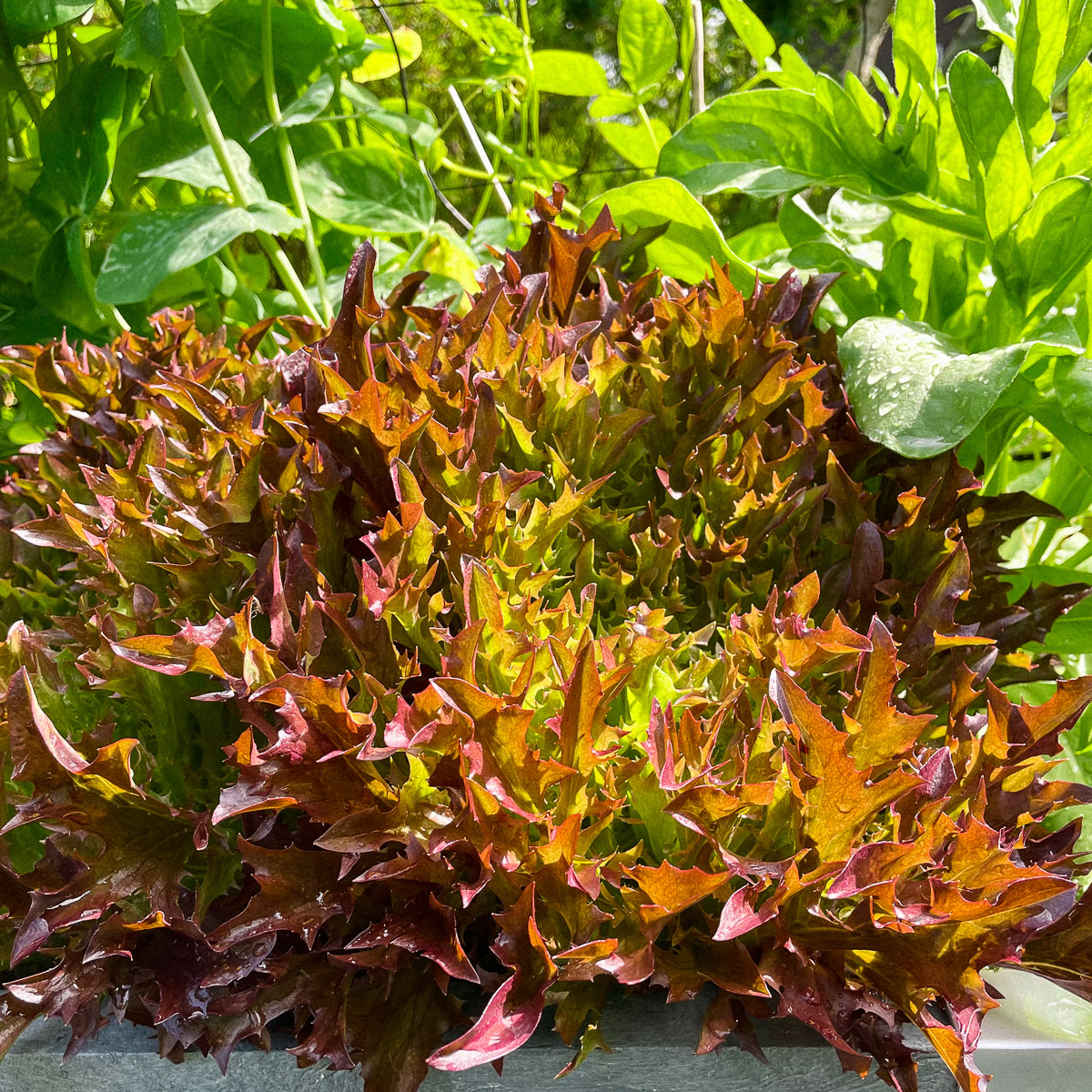 Red Salanova Crispy lettuce in the Makkelijke Moestuin