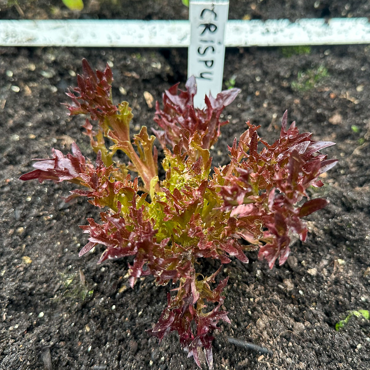 Little plant of the red Crispy lettuce in the Makkelijke Moestuin