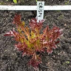 Crispy Red lettuce Pro