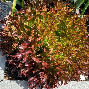 Crispy Red lettuce Pro