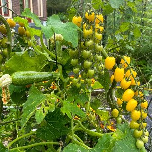Yellow snack tomato