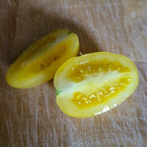 Yellow snack tomato