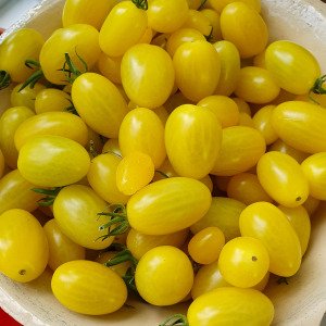 Yellow snack tomato