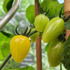 Yellow snack tomato