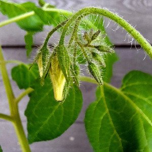 Yellow snack tomato