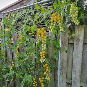 Yellow snack tomato