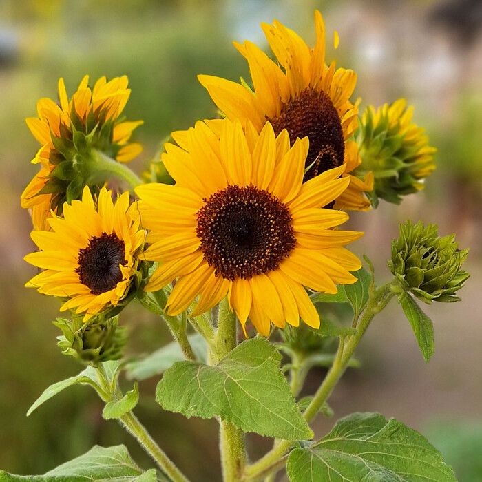 Mini zonnebloem