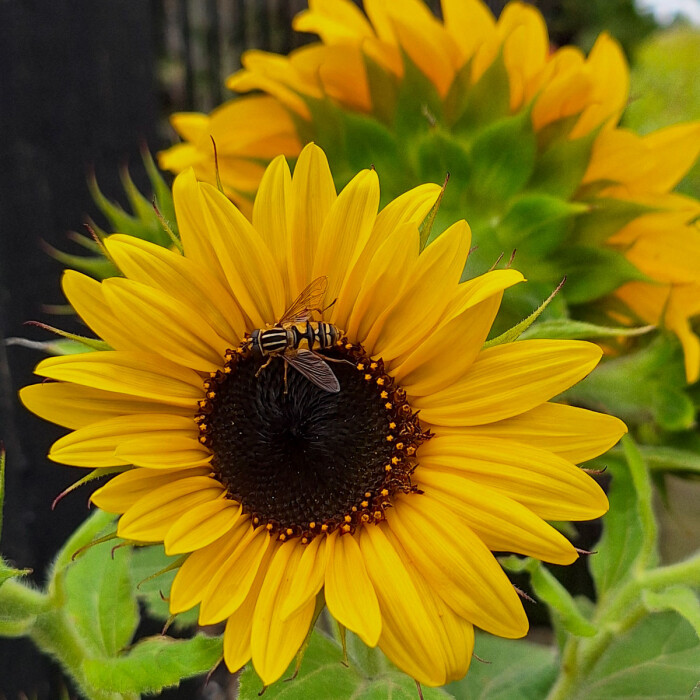 Mini zonnebloem