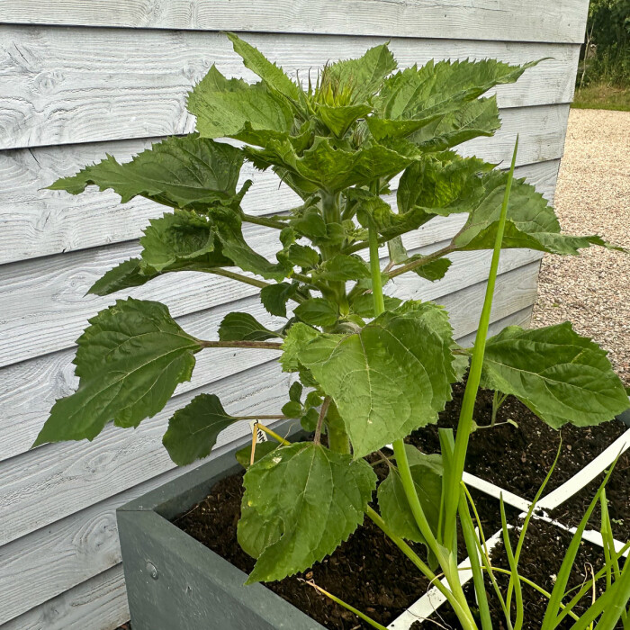 Mini zonnebloem