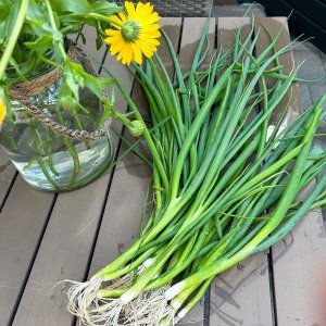 Spring onion