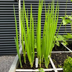 Spring onion