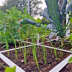 Spring onion