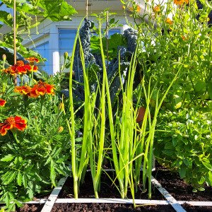 Spring onion