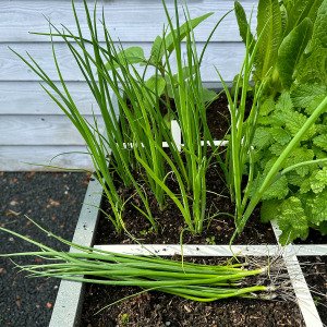 Spring onion