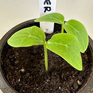 Cucumber