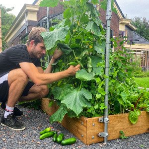 Cucumber
