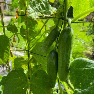 Cucumber