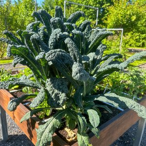 Dino kale
