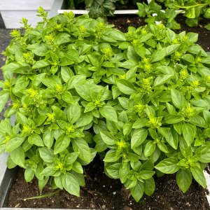Bush basil