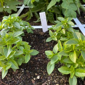 Bush basil