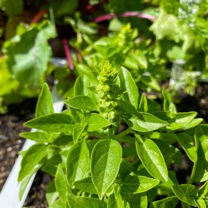 Bush basil