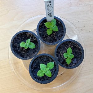 Bush basil