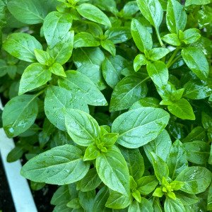 Bush basil