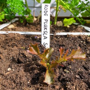 Crispy Red lettuce Pro
