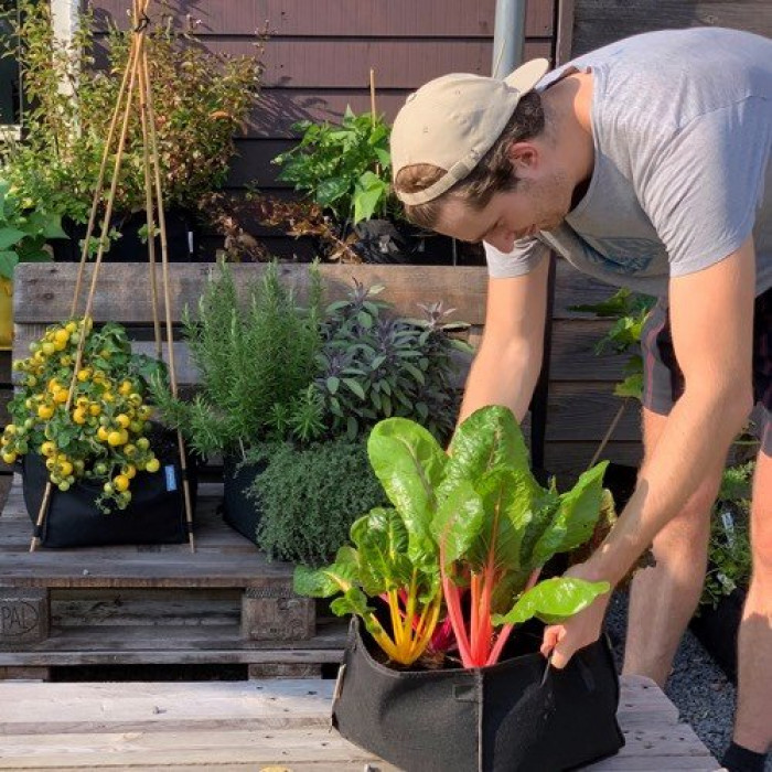Een mini moestuin aanleggen met potten