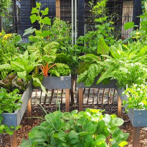 MM-Hero garden box, 4 squares