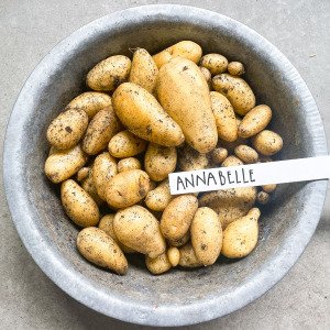 Vroege aardappels