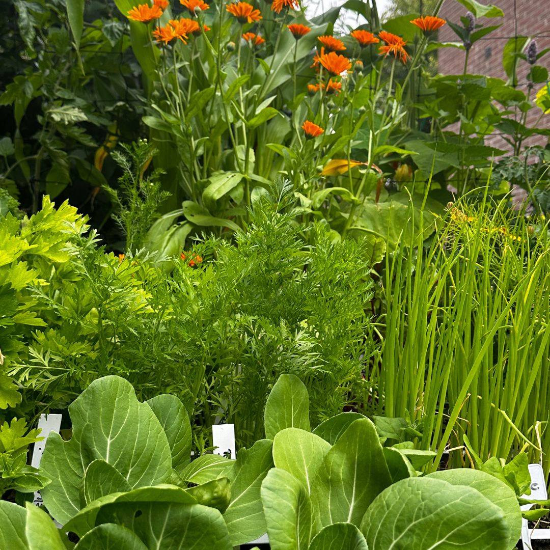 MM-makkelijke-moestuin-Agnes-Hemmes-Vlaardingen-wederverkoop.jpg