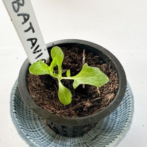Green Batavia lettuce Pro